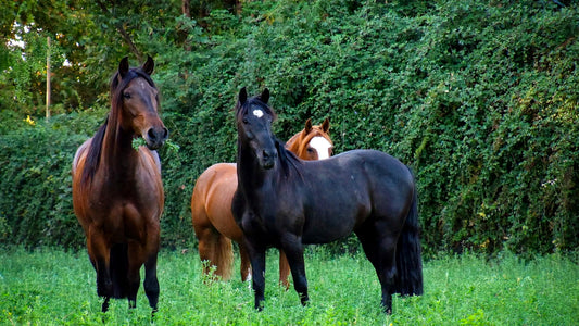 El Mundo del Caballo - Estado Natural v/s Pesebrera: Póngale lo que le falta